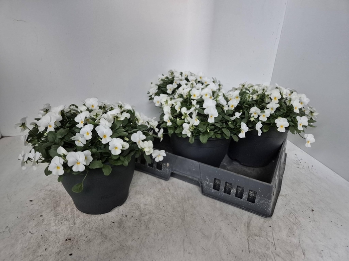 <h4>Vio Co Em White</h4>