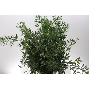 Dec Ruscus Italia Long X4