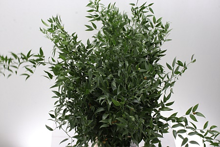 <h4>Dec Ruscus Italia Long X4</h4>