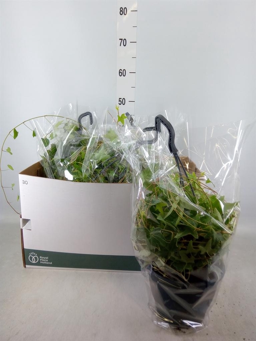 <h4>Hedera   ...mix</h4>