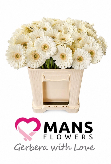 <h4>GE MI WHITE STAR</h4>