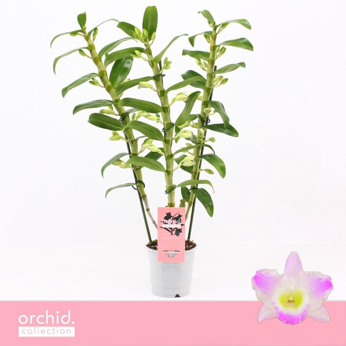 <h4>Dendrobium Nobilé, Pandora 3-spike 65+ cm 'Orchid Collection'</h4>