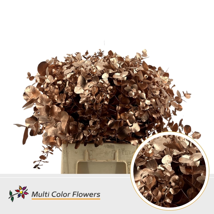 <h4>Eucalyptus cinerea Koper</h4>