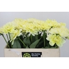 Dahlia Hilda Special