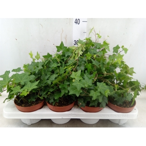Hedera   ...green leafed