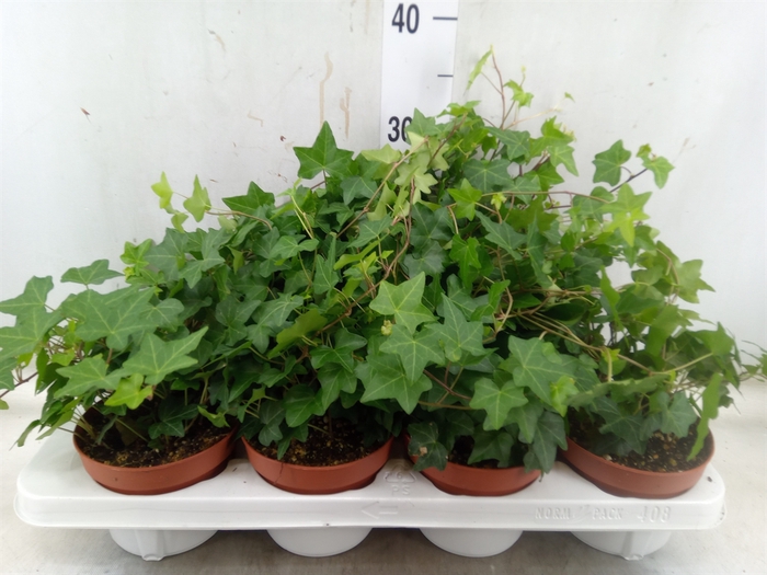 <h4>Hedera   ...green leafed</h4>