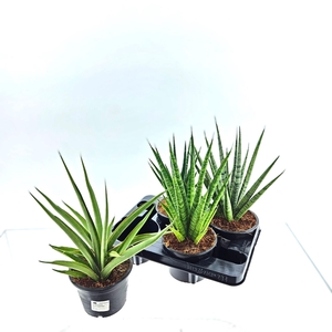 SANSEV CYLINDRICA OV