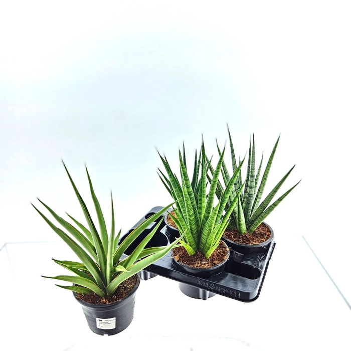 <h4>SANSEV CYLINDRICA OV</h4>