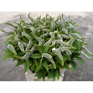 LYSIM CLETHROIDES
