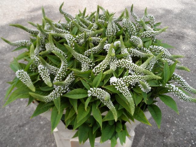 LYSIM CLETHROIDES