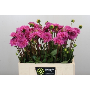 Dahlia Sandra