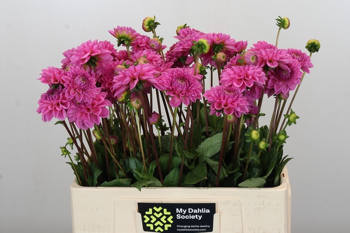 Dahlia Sandra