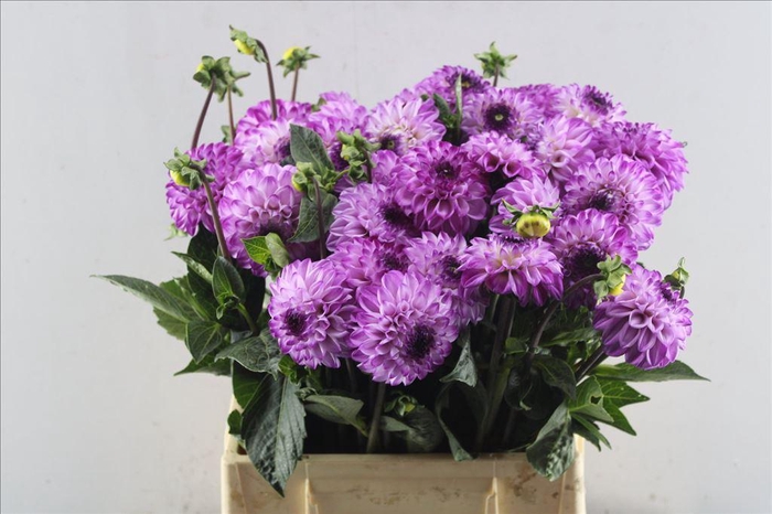 <h4>Dahlia genova</h4>