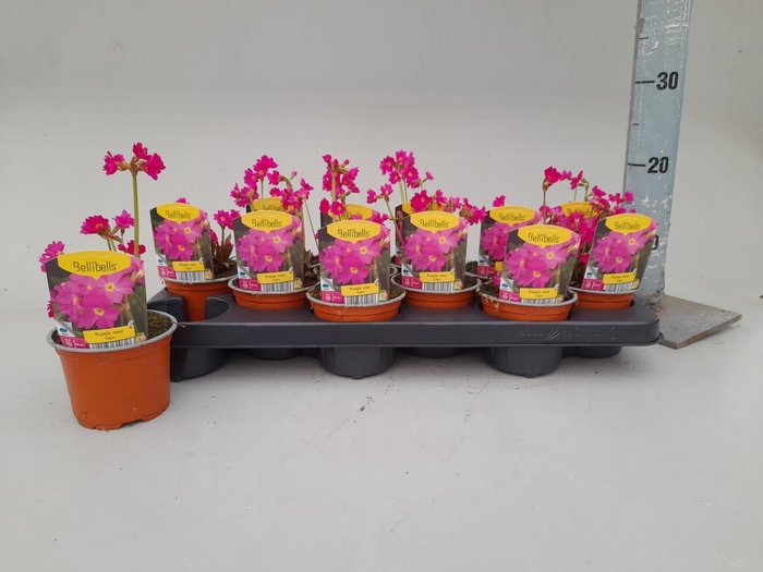 <h4>PRIM RO GIGAS</h4>