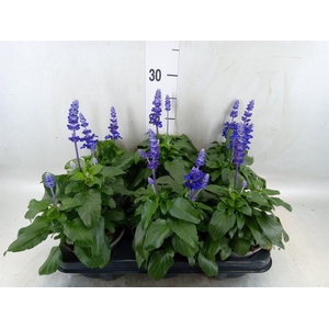 Salvia nemorosa   ...