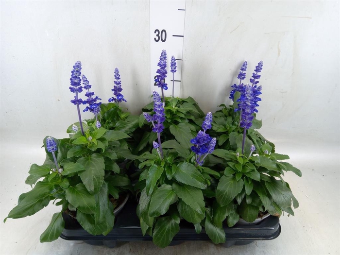 <h4>Salvia nemorosa   ...</h4>