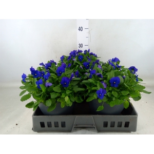 Viola corn. 'Evo Mini True Blue'