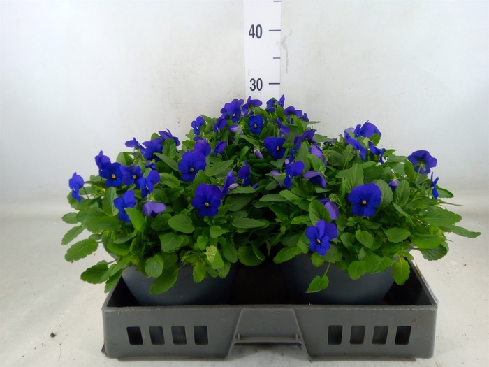 <h4>Viola corn. 'Evo Mini True Blue'</h4>