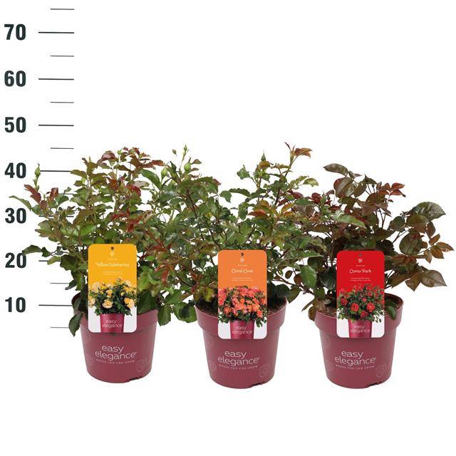 <h4>Rosa Hybrid</h4>