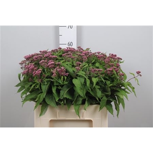 Eupat Purpureum
