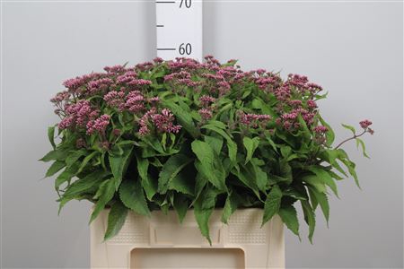 <h4>Eupat Purpureum</h4>