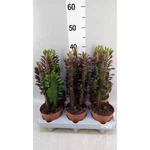 Euphorbia trigona 'Rubra'