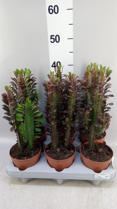 <h4>Euphorbia trigona 'Rubra'</h4>