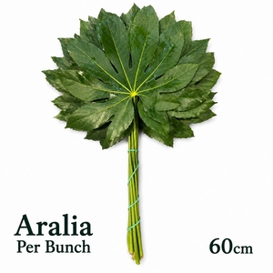 FATSIA JAPONICA BS
