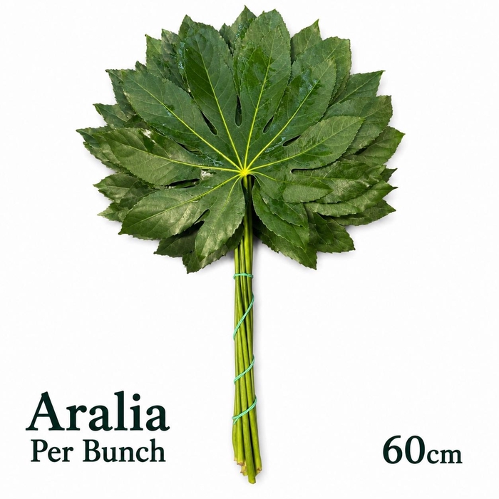 <h4>FATSIA JAPONICA BS</h4>