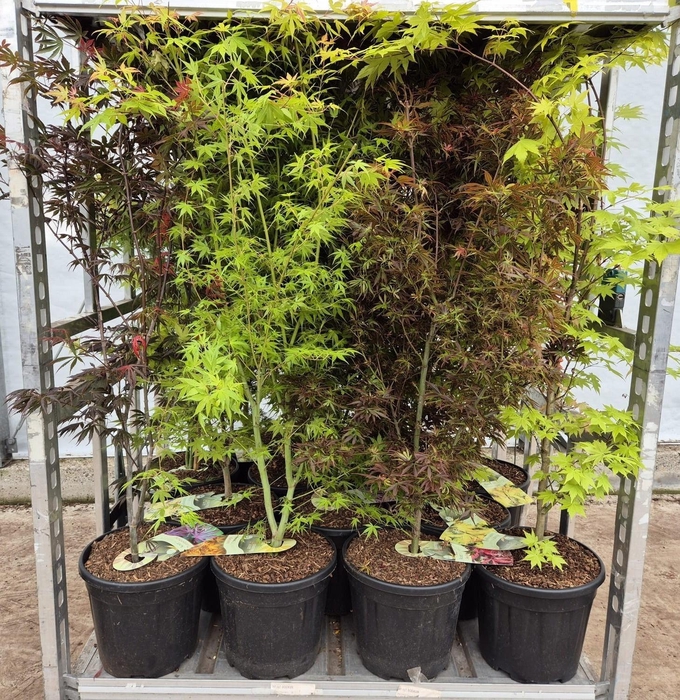 <h4>ACER PALMATUM</h4>