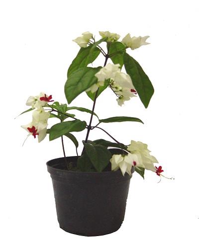 LAGRIMA DE CRISTO P15