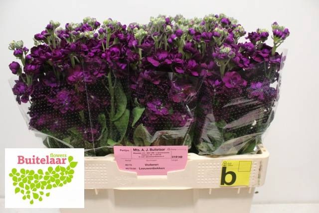 <h4>MATTH ANYT PURPLE</h4>