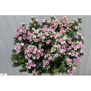 PHLOX P ORCHID YELLO
