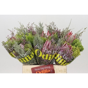 PROTEA PER BOS