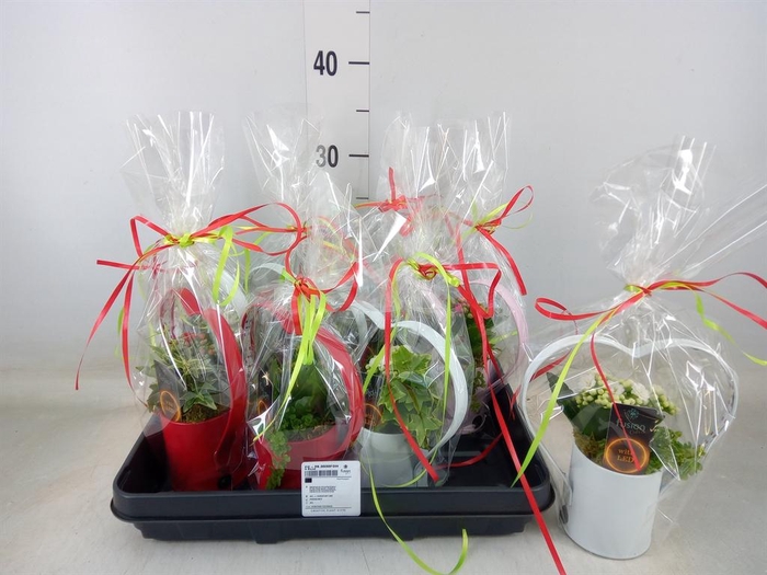 Planten  ..in schaal H%