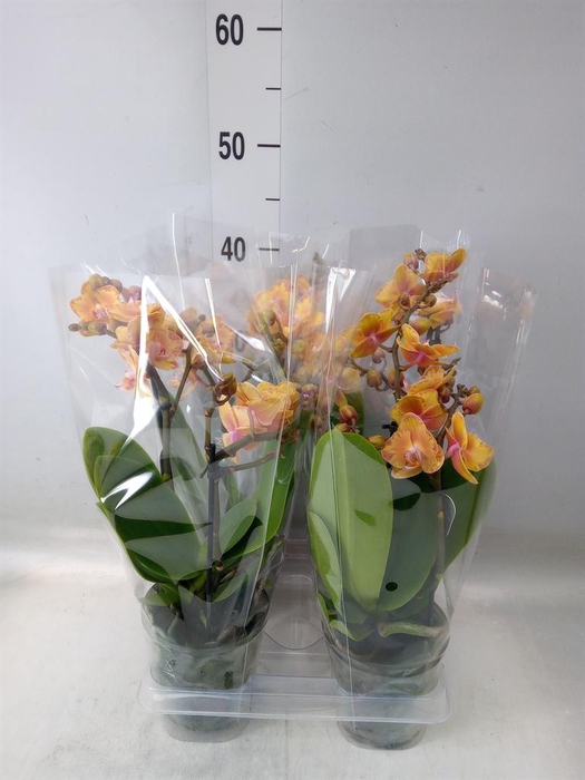 <h4>Phalaenopsis multi. 'Limpopo'</h4>