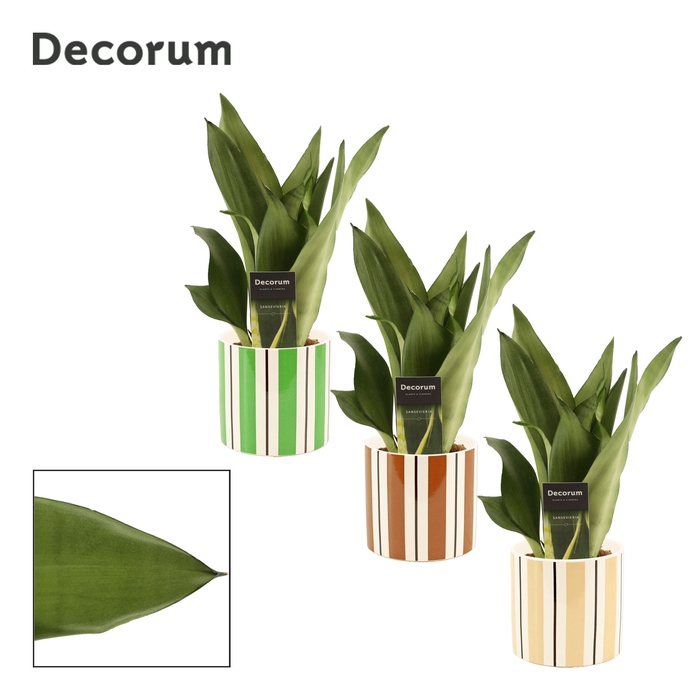 <h4>Sansevieria Moonshine 12 cm in Beau (Natural bubble-collection)</h4>