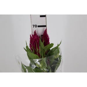 CELOSIA PLUMOSA CENTURY ROSE 070 CM