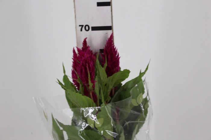 <h4>CELOSIA PLUMOSA CENTURY ROSE 070 CM</h4>