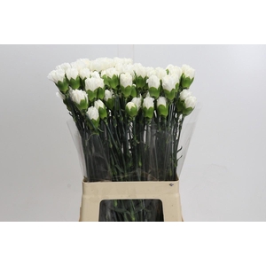 Dianthus St Holly