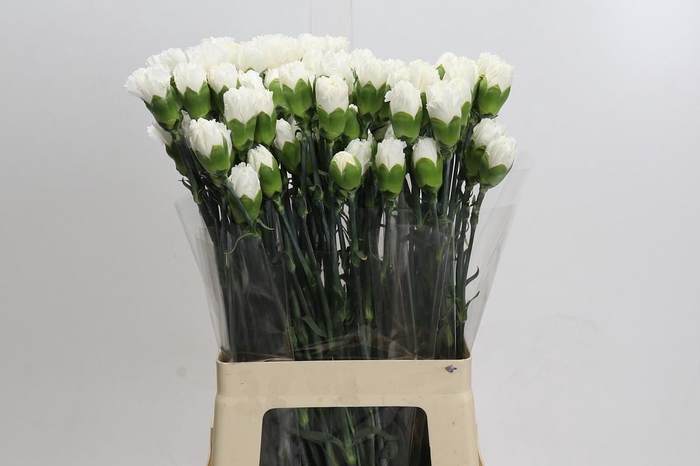 <h4>Dianthus St Holly</h4>