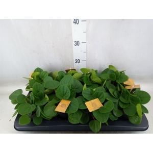 Peperomia albov. 'Rana Verde'