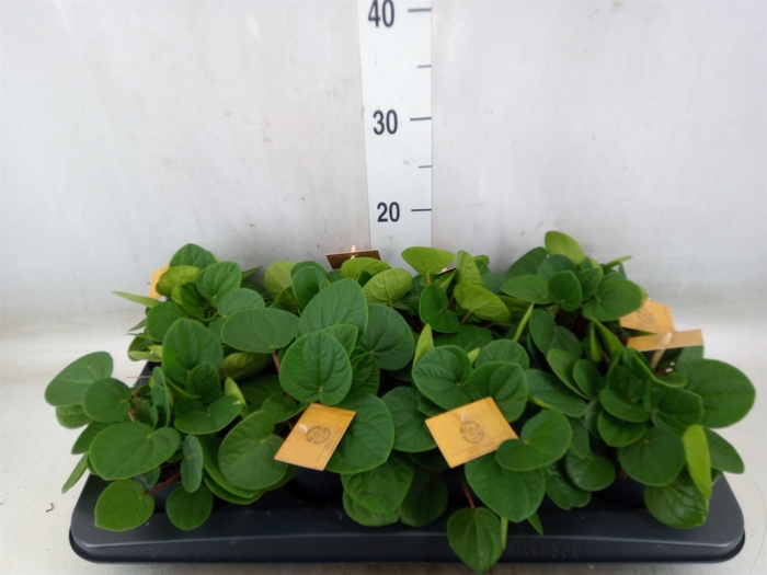 <h4>Peperomia albov. 'Rana Verde'</h4>
