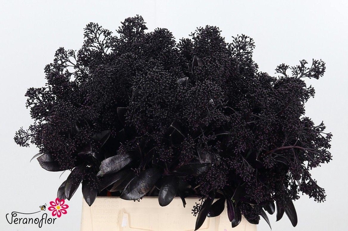 <h4>SKIM OV BS KLB H%</h4>