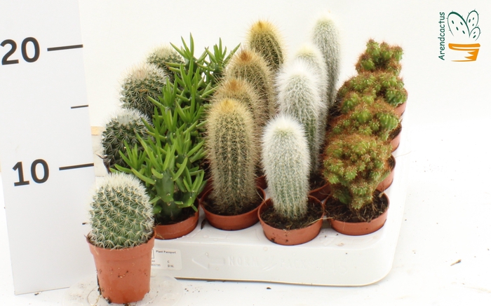 <h4>CACTUS GEM</h4>
