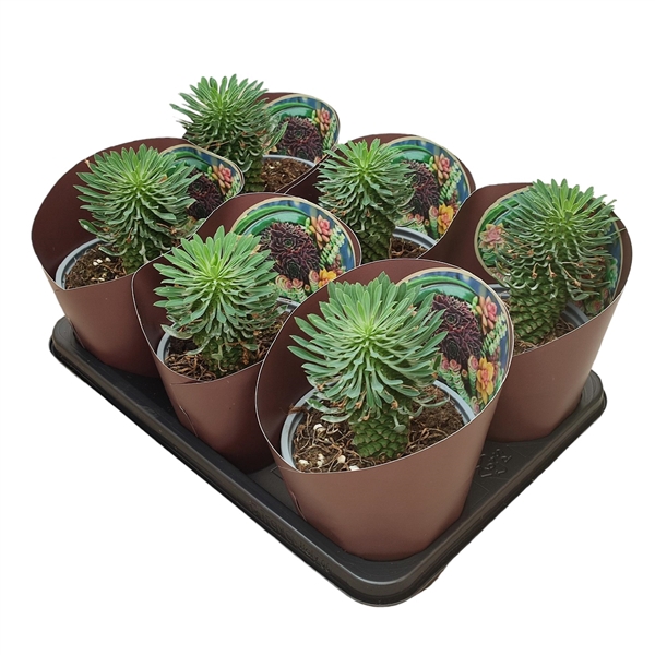 <h4>EUPHORBIA SOTESU-KIRIN - POT Ø 14 WITH POTCOVER (SUCCULENTEN)</h4>