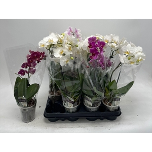PHAL GEM