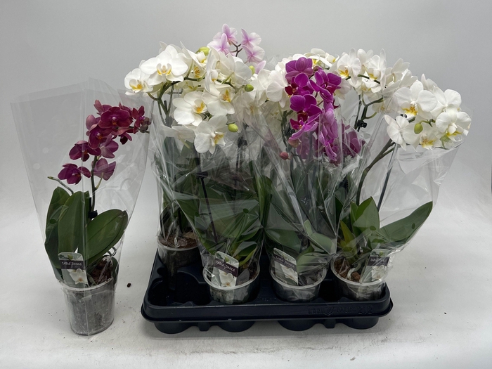 <h4>PHAL GEM</h4>