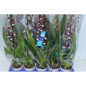 ORQUIDEA HAWAIIAN VARIADO P12 MIN 1 HT