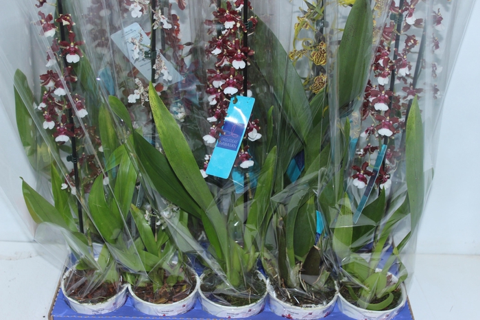<h4>ORQUIDEA HAWAIIAN VARIADO P12 MIN 1 HT</h4>